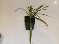 Лот: 25882850. Фото: 2. Драцена маргината растение. Комнатные растения и уход