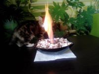 Лот: 3344263. Фото: 4. Подарок: Биокамин в квартиру или... Красноярск