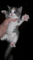 Лот: 10964698. Фото: 2. Котята. Животные и уход