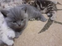 Лот: 20210817. Фото: 4. Котенок. Красноярск