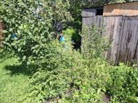 Лот: 25736589. Фото: 3. 0 дача , Красноярск Свободный... Недвижимость