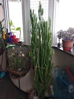 Лот: 16063833. Фото: 2. Молочай. Комнатные растения и уход