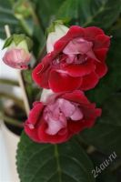 Лот: 2869571. Фото: 3. Глоксиния 11 (цветет). Растения и животные