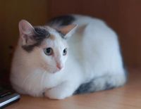 Лот: 12489853. Фото: 2. Кошечка Лиза, 1 год. Животные и уход