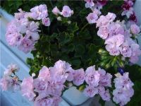Лот: 5297742. Фото: 2. Плющелистная пеларгония "Chiffon... Комнатные растения и уход