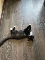 Лот: 20977824. Фото: 6. Котенок ищет дом