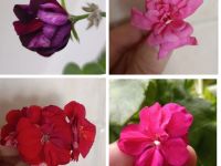 Лот: 25711118. Фото: 6. Черенки сортовых пеларгоний для...