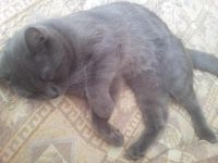 Лот: 4330707. Фото: 5. Котик хороший
