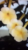 Лот: 10604303. Фото: 2. Achimenantha Himalayan Sunrise... Комнатные растения и уход