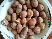Лот: 17441495. Фото: 2. 2,5кг картошки на семена (на еду... Семена, рассада, садовые растения