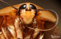 Лот: 17267485. Фото: 2. Таракан архимандрит. Животные и уход