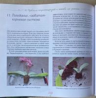 Лот: 25640871. Фото: 4. Павел Еникеев. Стрептокарпусы.