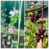 Лот: 25649660. Фото: 3. Растения. Для дачи, дома, огорода, бани, парка