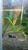Лот: 8052810. Фото: 3. Креветки King-Kong Shrimp. Растения и животные