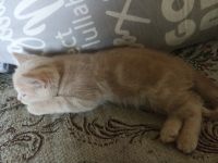 Лот: 25525606. Фото: 4. Шотландский прямоухий котенок. Красноярск