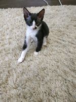 Лот: 12076273. Фото: 3. Донской сфинкс. Растения и животные