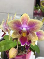 Лот: 11427359. Фото: 2. Орхидея фаленопсис мини. Комнатные растения и уход