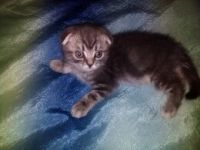 Лот: 7837532. Фото: 4. Продам шотландского вислоухого... Красноярск