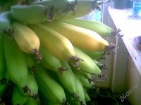 Лот: 2961241. Фото: 2. Карликовый банан (Dwarf Cavendish... Комнатные растения и уход