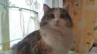 Лот: 8330063. Фото: 6. Кошечка Вайнюта