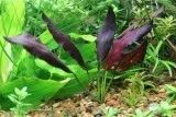 Лот: 21984051. Фото: 2. ✅Меристемное растение Echinodorus... Аквариумистика