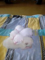Лот: 4672422. Фото: 6. котята1месяц отдам