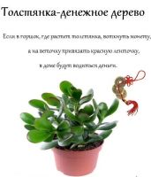 Лот: 10073965. Фото: 5. Толстянка (денежное дерево) детки...