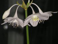 Лот: 4455454. Фото: 3. Эухариус детка. Растения и животные