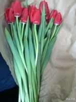 Лот: 8916436. Фото: 5. Тюльпаны 2018, Цветы к 8 марта...