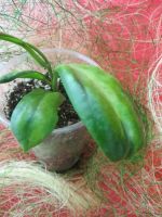 Лот: 4229206. Фото: 3. Хойя-Hoya Incrassata 'Moonshadow... Растения и животные