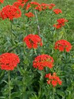 Лот: 15960118. Фото: 2. Лихнис халцедонский (Lychnis chalcedonica... Семена, рассада, садовые растения