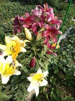 Лот: 11410195. Фото: 7. лилия ОТ огромная и красивая