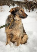 Лот: 6936858. Фото: 5. Собака Пуговка