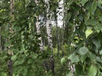 Лот: 11816479. Фото: 4. Земельный участок с лесом. Красноярск
