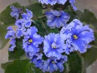 Лот: 2234465. Фото: 2. Фиалка ЕК - Наутилус. Комнатные растения и уход