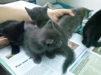 Лот: 4482492. Фото: 3. Отдам милых котят в добрые руки... Растения и животные
