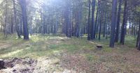 Лот: 15588995. Фото: 8. Земельный участок с деревьями...