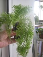 Лот: 7715466. Фото: 2. Нефролепис. Комнатные растения и уход