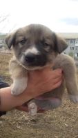 Лот: 9642880. Фото: 4. очаровательные щенки ищут дом!. Красноярск