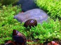 Лот: 6768869. Фото: 4. Улитка Neritina natalensis sp... Красноярск