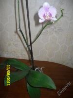 Лот: 1118365. Фото: 3. орхидея фаленопсис (отцвела). Растения и животные