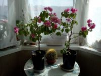 Лот: 7602776. Фото: 2. Бугенвиллея Double Pink взрослая... Комнатные растения и уход