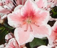 Лот: 4246330. Фото: 2. Азалия (молодое растение). Комнатные растения и уход