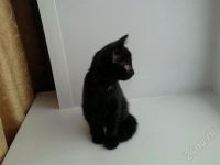 Лот: 607607. Фото: 2. 2 - x месячный позитивчик. Животные и уход