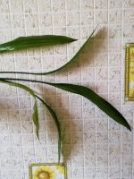 Лот: 14319559. Фото: 3. Эхинодорус. Растения и животные