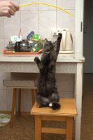 Лот: 3653589. Фото: 3. Кошка черепахового окраса!. Растения и животные