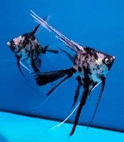 Лот: 25678831. Фото: 6. Скалярия Вуаль Мраморная красивые...
