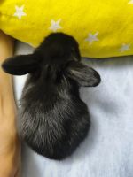 Лот: 25414814. Фото: 3. Минилоп чистокровный вислоухий... Растения и животные
