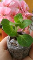 Лот: 11382659. Фото: 3. Petunia pendula Merlot. Вегетативная... Для дачи, дома, огорода, бани, парка