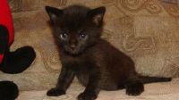 Лот: 1386362. Фото: 3. Шикарные котятки Ждут тебя!!!. Растения и животные